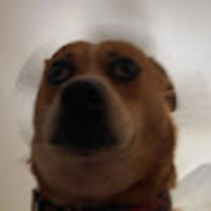 Meet your Posher, Talia